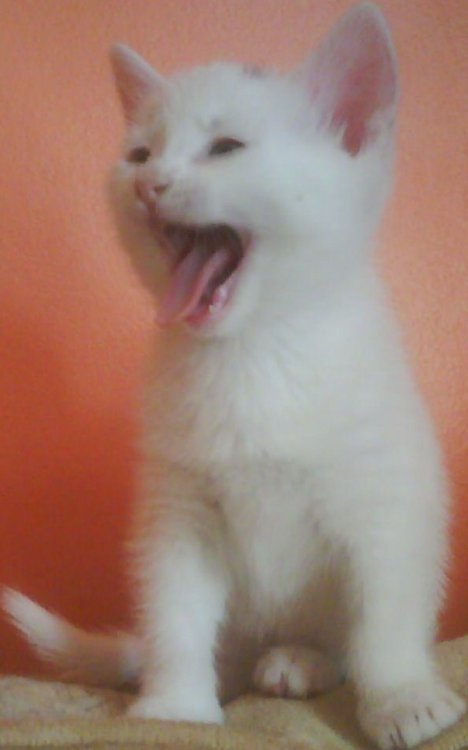 Picture of a cat / kitten / feline