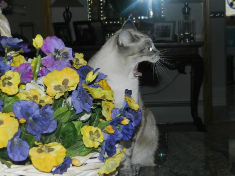 Picture of a cat / kitten / feline