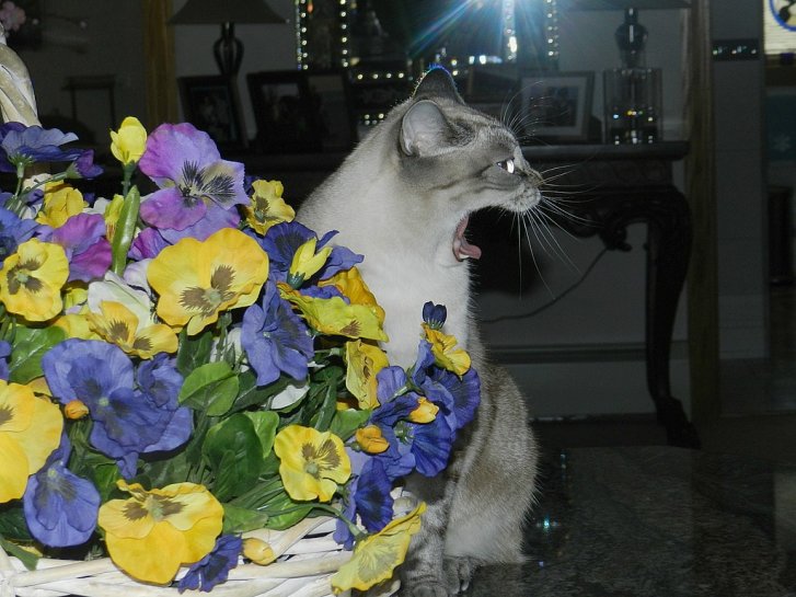 Picture of a cat / kitten / feline