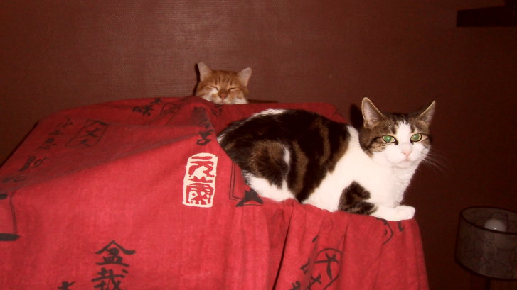 Picture of a cat / kitten / feline