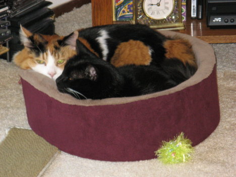 Picture of a cat / kitten / feline