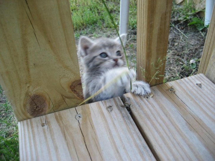 Picture of a cat / kitten / feline