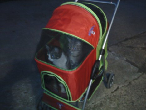 Picture of a cat / kitten / feline