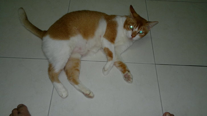 Picture of a cat / kitten / feline