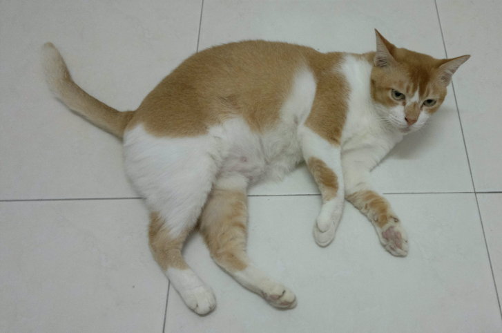 Picture of a cat / kitten / feline