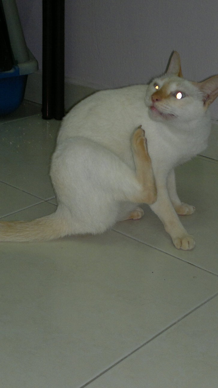 Picture of a cat / kitten / feline