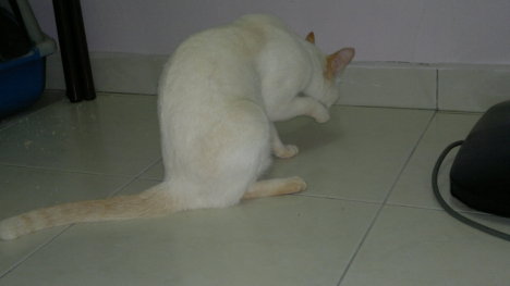 Picture of a cat / kitten / feline