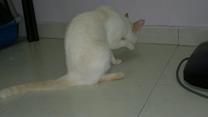 Picture of a cat / kitten / feline