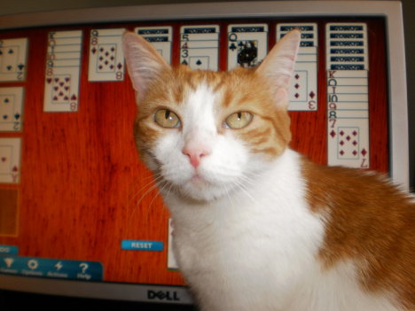 Picture of a cat / kitten / feline