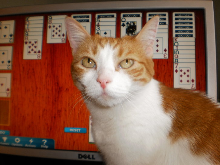 Picture of a cat / kitten / feline