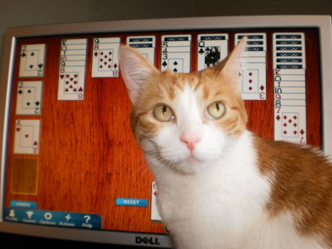 Picture of a cat / kitten / feline