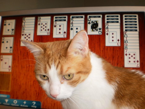 Picture of a cat / kitten / feline