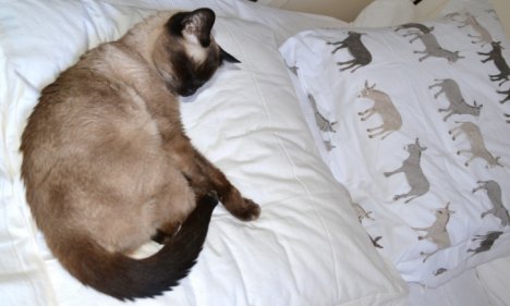 Picture of a cat / kitten / feline