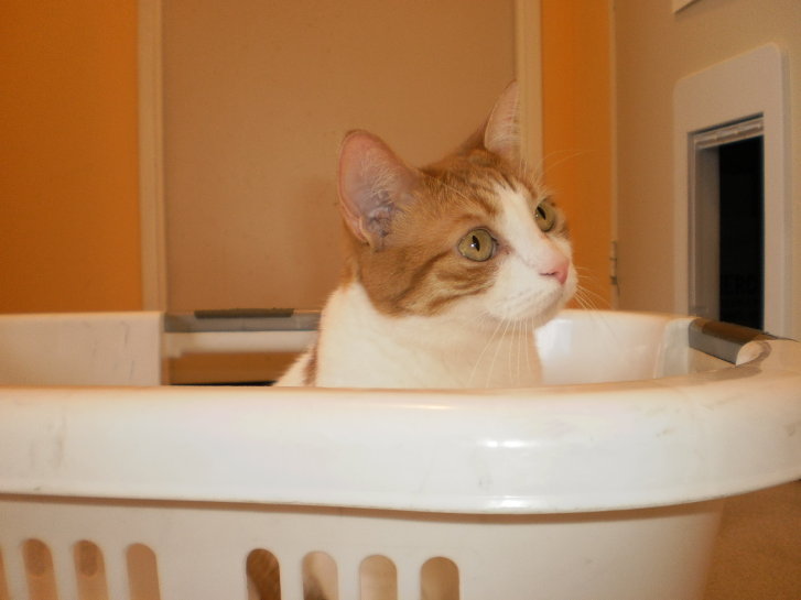 Picture of a cat / kitten / feline