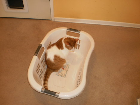 Picture of a cat / kitten / feline