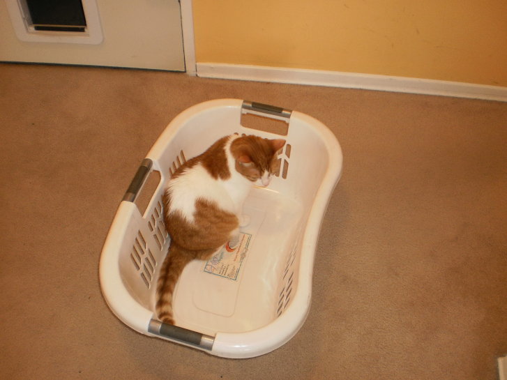 Picture of a cat / kitten / feline