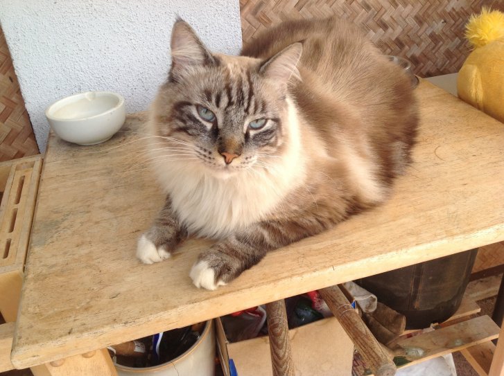 Picture of a cat / kitten / feline