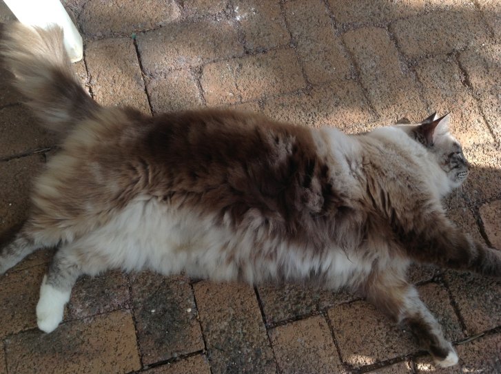 Picture of a cat / kitten / feline