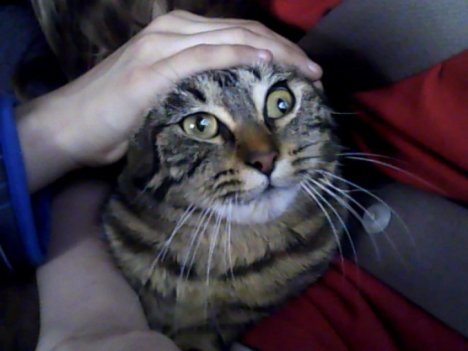 Picture of a cat / kitten / feline