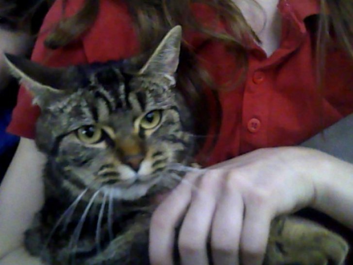 Picture of a cat / kitten / feline