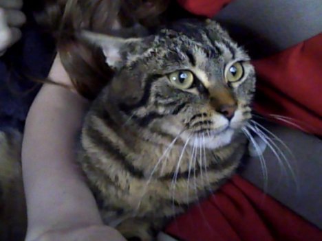 Picture of a cat / kitten / feline