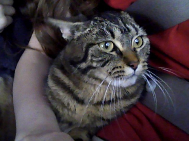 Picture of a cat / kitten / feline