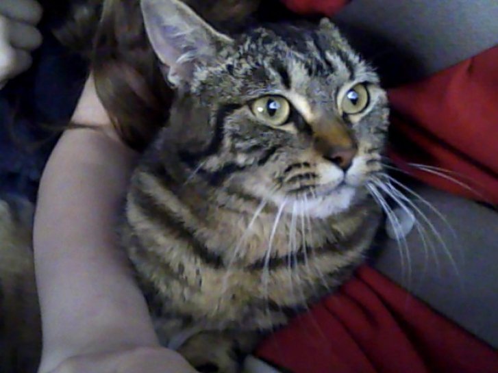 Picture of a cat / kitten / feline