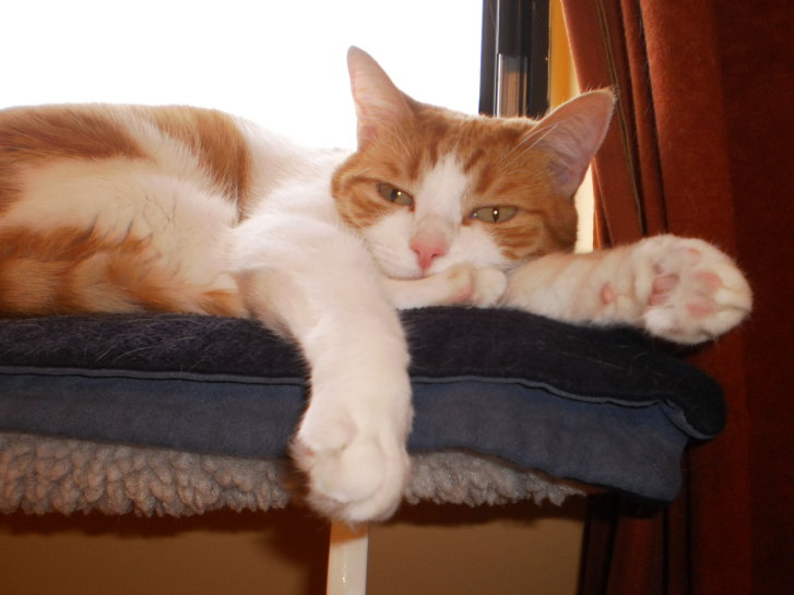 Picture of a cat / kitten / feline