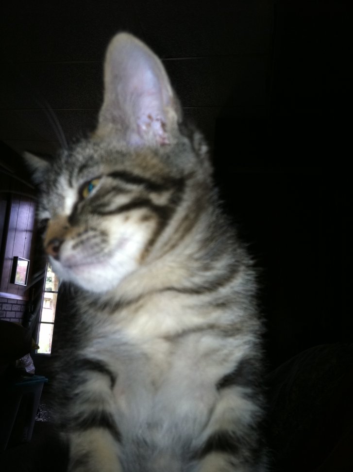 Picture of a cat / kitten / feline