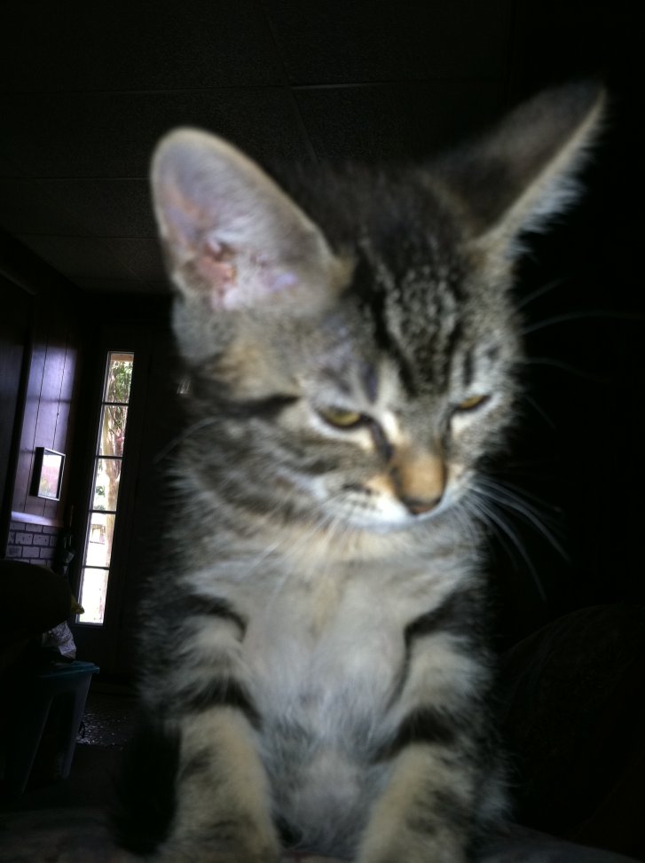 Picture of a cat / kitten / feline