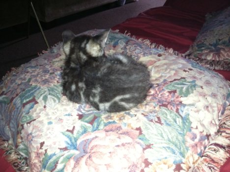 Picture of a cat / kitten / feline