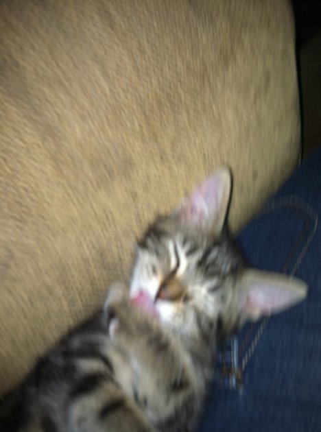 Picture of a cat / kitten / feline