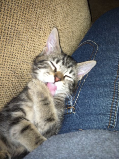 Picture of a cat / kitten / feline