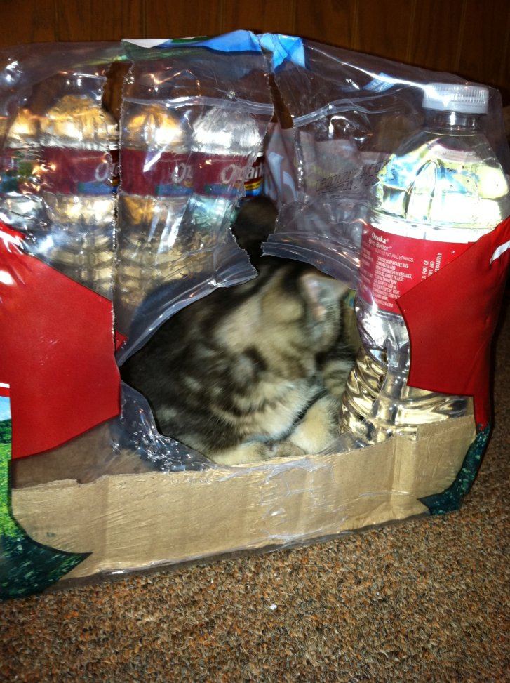 Picture of a cat / kitten / feline