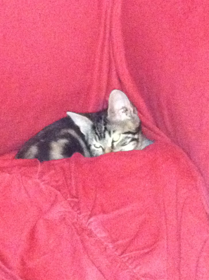 Picture of a cat / kitten / feline