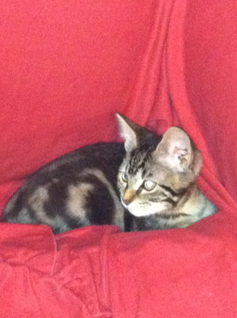 Picture of a cat / kitten / feline