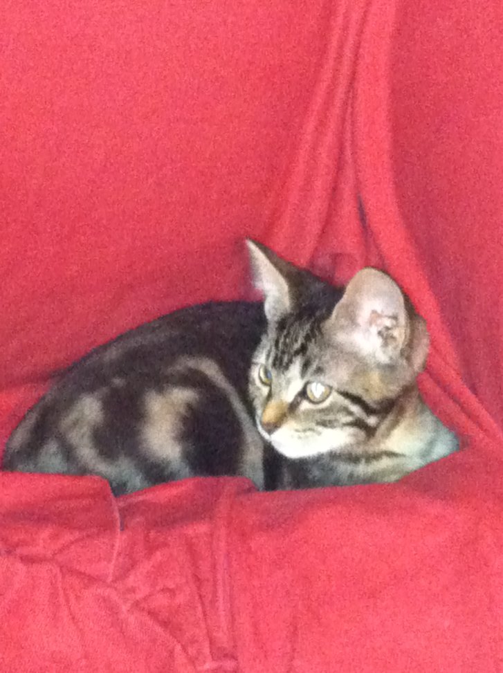 Picture of a cat / kitten / feline