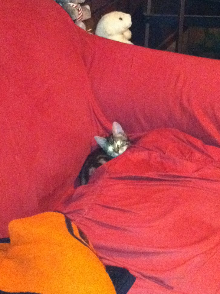 Picture of a cat / kitten / feline