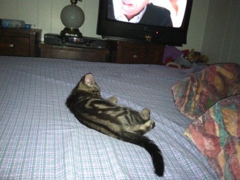 Picture of a cat / kitten / feline