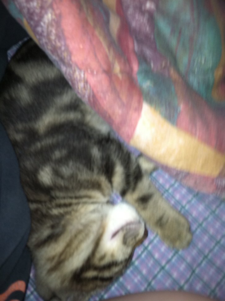 Picture of a cat / kitten / feline