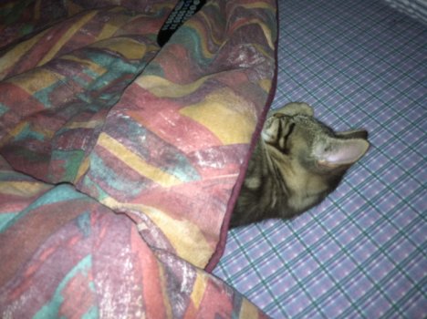 Picture of a cat / kitten / feline