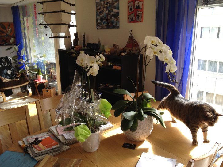 Picture of a cat / kitten / feline