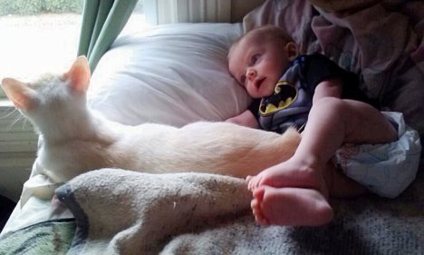 Picture of a cat / kitten / feline