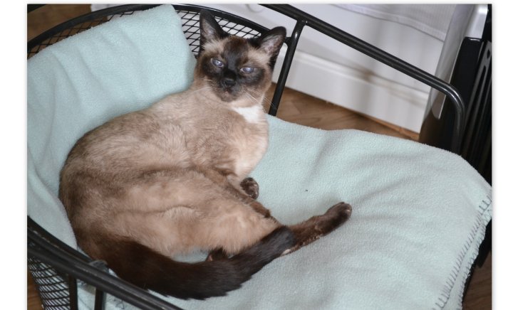 Picture of a cat / kitten / feline