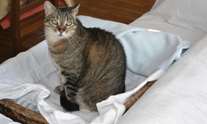 Picture of a cat / kitten / feline