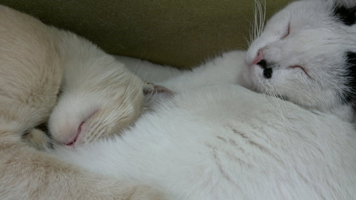 Picture of a cat / kitten / feline