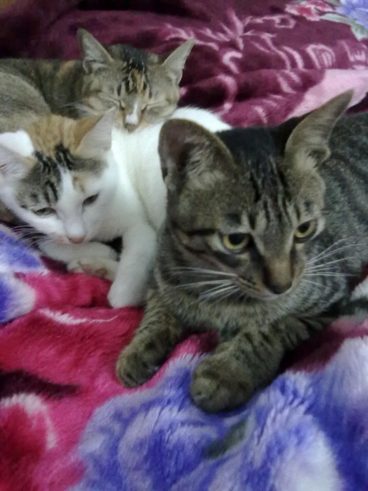 Picture of a cat / kitten / feline