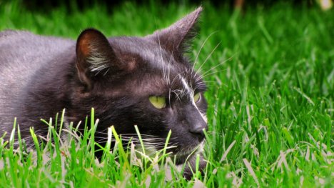 Picture of a cat / kitten / feline