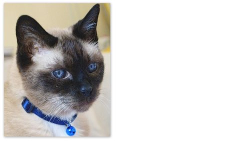 Picture of a cat / kitten / feline