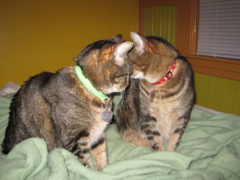 Picture of a cat / kitten / feline